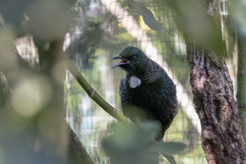 New Zealand Tui singing in a tree, close up