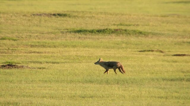 Coyote walking in grassland