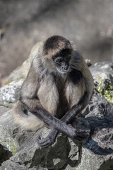 Spider monkey sitting on a rock, staying still