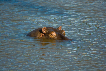 Hippopotamus swimming and looking just above the surface of the water, Maasai Mara, Kenya
