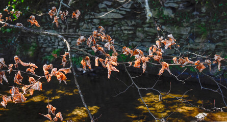 Beautiful Autumn Leaves by Water Stream, Ireland