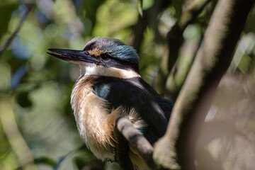 Kotare, or Sacred Kingfisher, standing on a branch