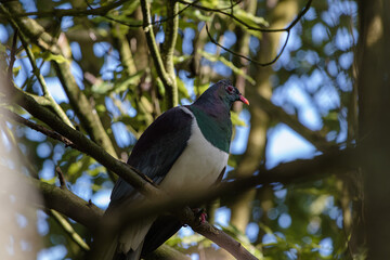 New Zealand Wood Pigeon, or Kereru, on branch