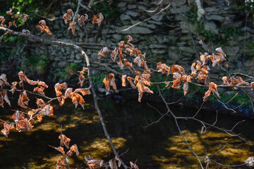 Beautiful Autumn Leaves by Water Stream, Ireland