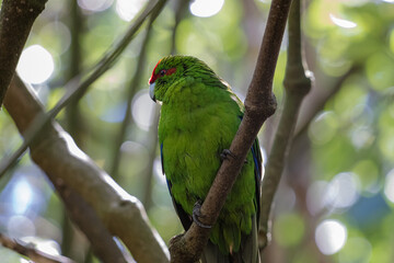 Antipodes Island Parakeet close up of full body