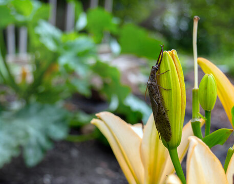 This male dobsonfly rests on an unopened lily flower in a Missouri backyard on a sunny day. The drab gray, soft bodied insect can exceed three and a half inches with a five inch wingspan.