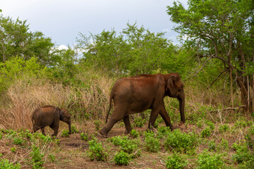Fototapeta na wymiar Elephants covered in mud to stop the suns rays, Sri Lanka