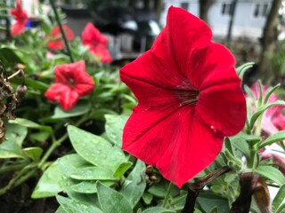 Large red petunia with dew with sunlight reflecting from various angles 