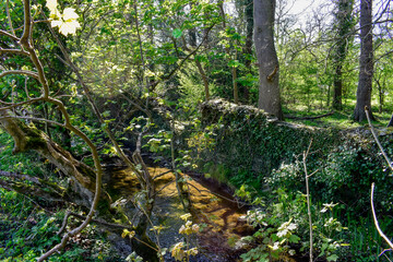 Beautiful Ancient Stream with Celtic Wall and Forest