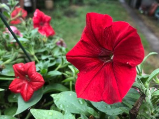 Large red petunia with dew with sunlight reflecting from various angles 