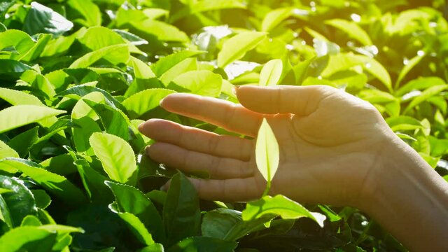 Woman's hands holding green tea leves at plantation