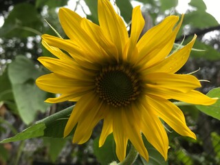 Obraz premium Sunflower with undeveloped seeds closeup