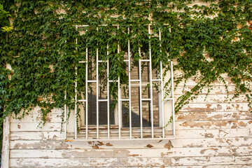 Old,stale wooden house siding with iron fence window green leaves.Background