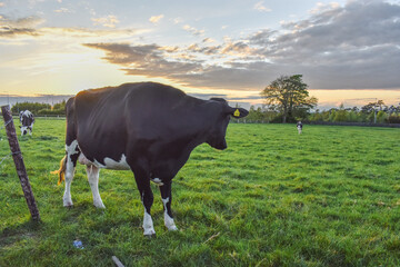 Irish Dairy Cows Grazing in Meadow
