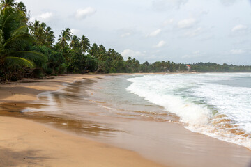 beach with palm trees in Sri Lanka 