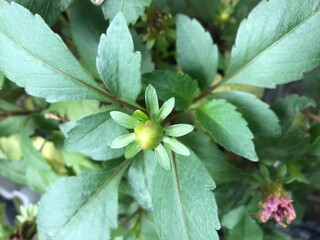 Green bud of a beautiful flower 