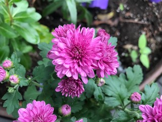 Medium pink flowers up close 