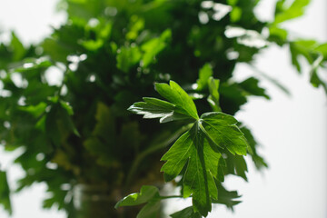 Fototapeta na wymiar Close up of a bunch of fresh and fragrant parsley