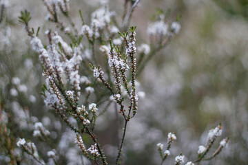 Close up of plant with tiny white flowers blooming