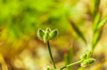 closeup of thorny green buds