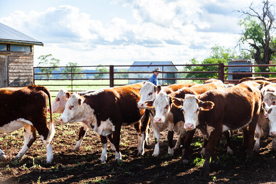 Herd of cattle in stock yard on a farm