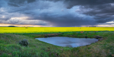 Rain falling from storm clouds over a crop of canola on farmland