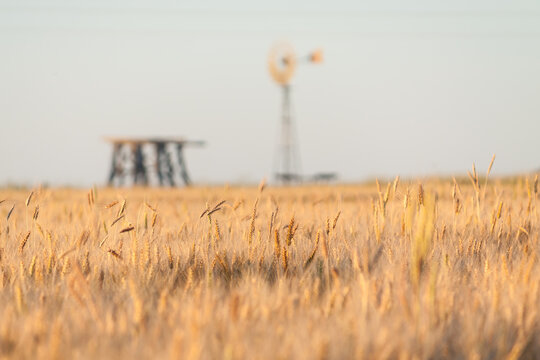 A windmill and wooden tank stand sit in a crop of wheat
