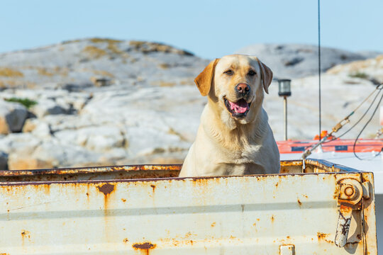 A labrador sitting in the back of a rusty ute tray