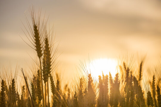 Close up of a bright Sun behind the heads of a grain crop