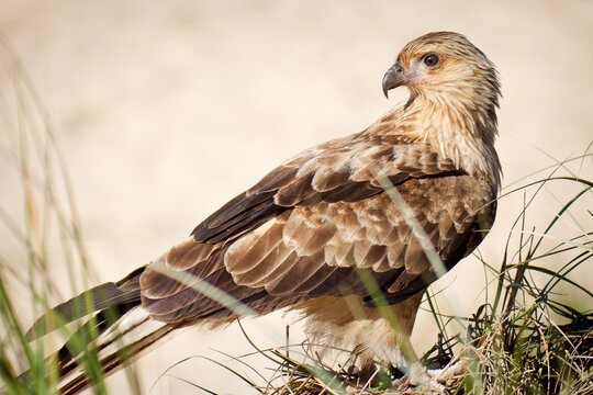 A brahminy kite sitting alert on a sandy beach.