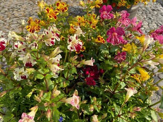 Different coloured flowers, growing by a cobbled street, in the beautiful village of, Buckden, Skipton, UK