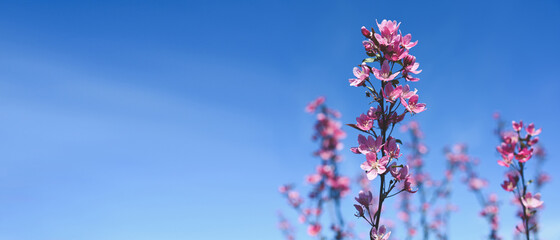 Banner Spring border or background with pink blossom. Beautiful nature scene with blooming tree branch and blue sky. Spring flowers apple cherry sakura Springtime. Copy space, free space for text
