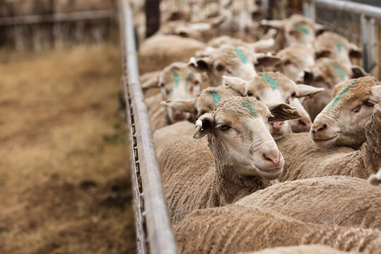 Shorn ewes in a pen on a farm