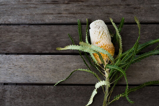 Banksia flower on a timber table