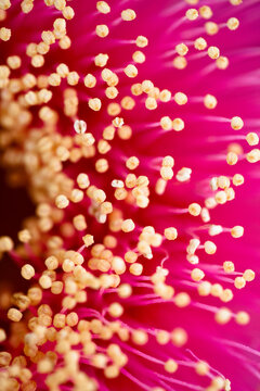 Close up of a pink eucalyptus macrocarpa flower showing stamens