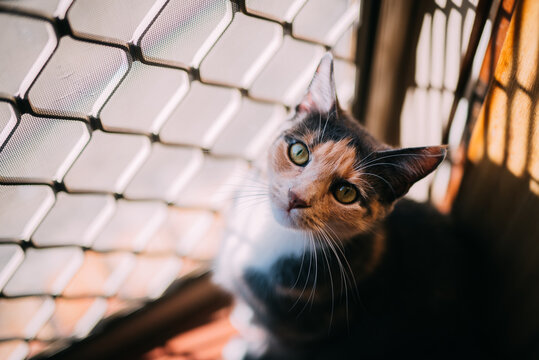 Tortoise Shell Cat At The Door