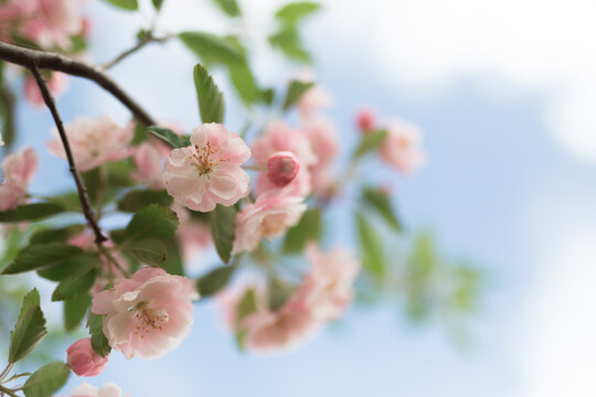 Pink crab apple blossom against sun flare