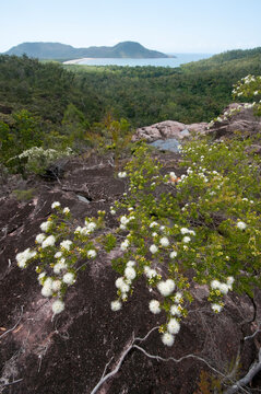Kunzea flowers at Zoe Falls on Hinchinbrook Island