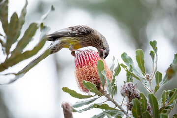 wattle bird feeding on banksia flower