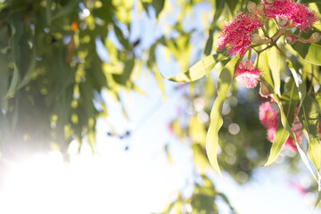 Pink flowering corymbia gum tree with sun flare