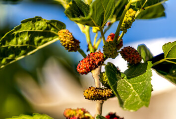 The red mulberry tree producing fruit 