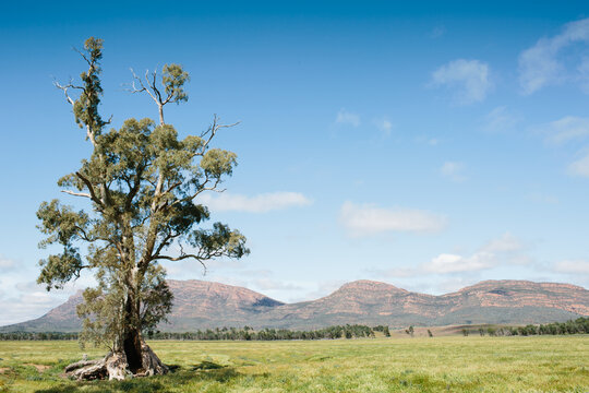 Landscape of the Cazneaux Tree in the Flinders Ranges