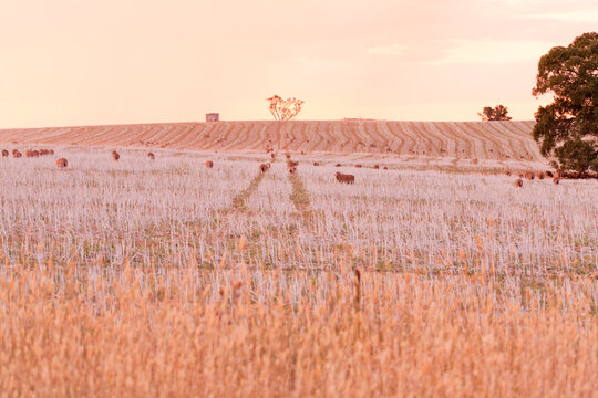 sunset on sheep grazing in a stubble paddock in summer