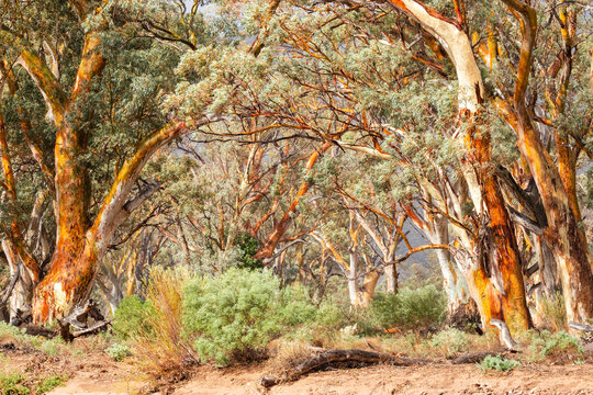 gum trees after rain