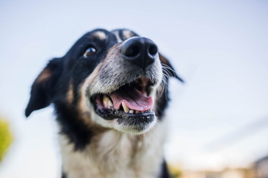 Black and white border collie dog from below with mouth open
