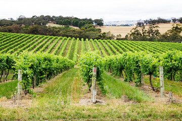 looking down rows of grapevines with hills in background