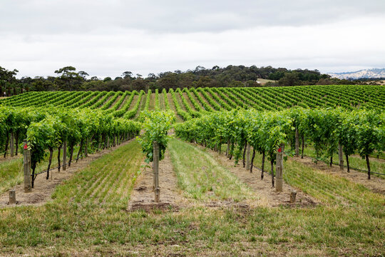 looking along rows of grapevines