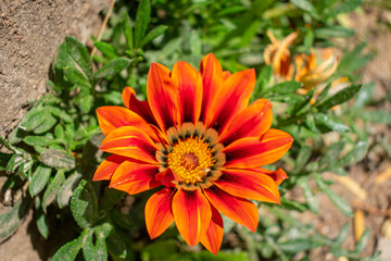 orange flower