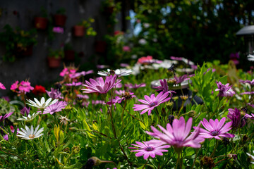 Obraz premium pink flowers in the garden