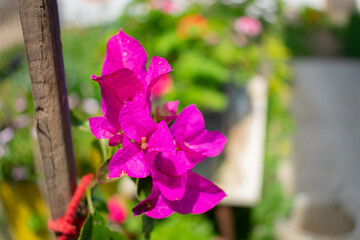 pink flowers on a wooden fence